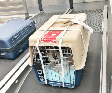 晋中宠物托运 宠物托运公司 机场宠物托运 宠物空运